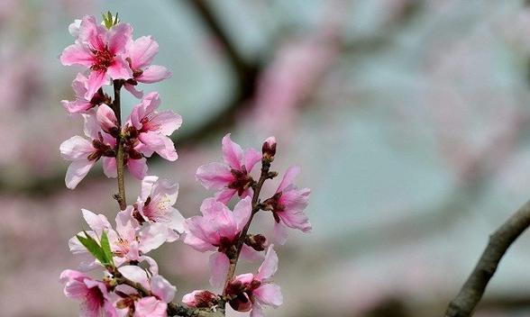 桃花之意——花语传情（探寻桃花的代表意义与传达情感之道）