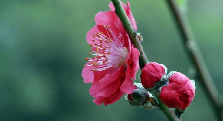 桃花生肖之谜（桃花象征的十二生肖及吉祥寓意）