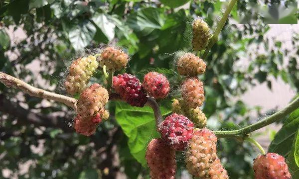 几月份桑葚开花结实（桑葚开花的特点及生长条件）