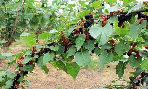 种植院子里的桑葚树（桑葚树生长条件及果实营养价值）