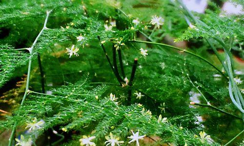 文竹开花（文竹开花的神秘魅力及其意义所在）