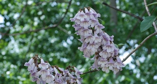 梧桐花（以花语解读梧桐花的隽永意义）