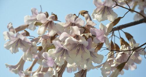 梧桐花（以花语解读梧桐花的隽永意义）