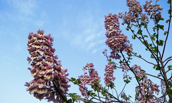 梧桐花（探秘梧桐花的寓意与营养）