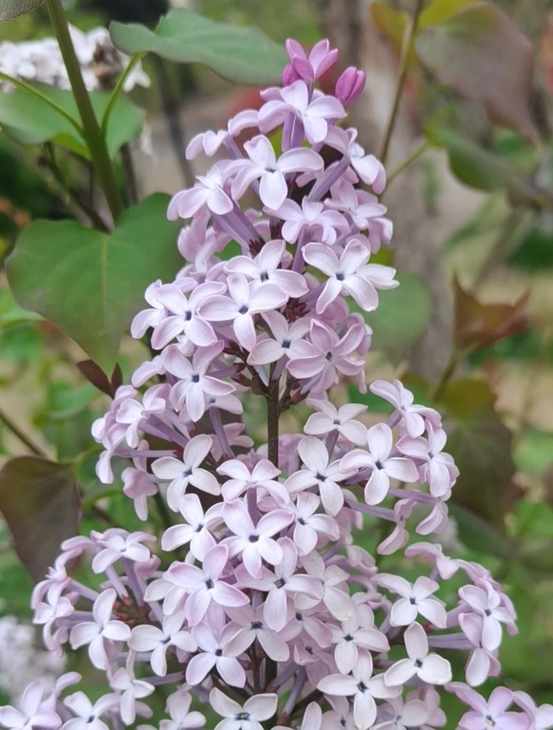 五瓣丁香的花语（五瓣丁香花语的意义与表达方式）