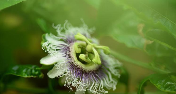 以西番莲之花语与传说（探索以西番莲的神秘花语与神话传说）