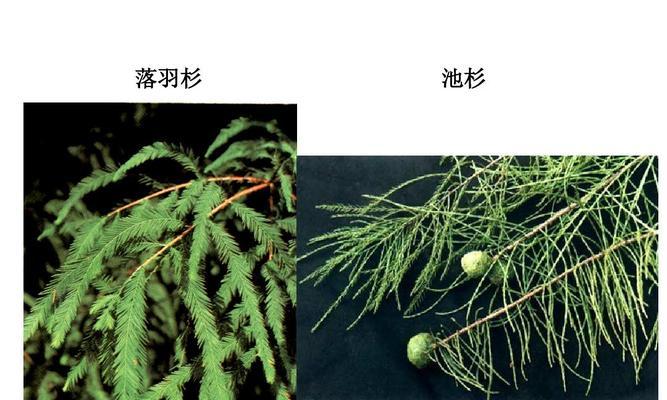 莎椤树的分类探究（裸子植物的特点与研究）