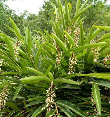 砂仁种植之适地生长（探究砂仁适合种植的环境条件与栽培技巧）