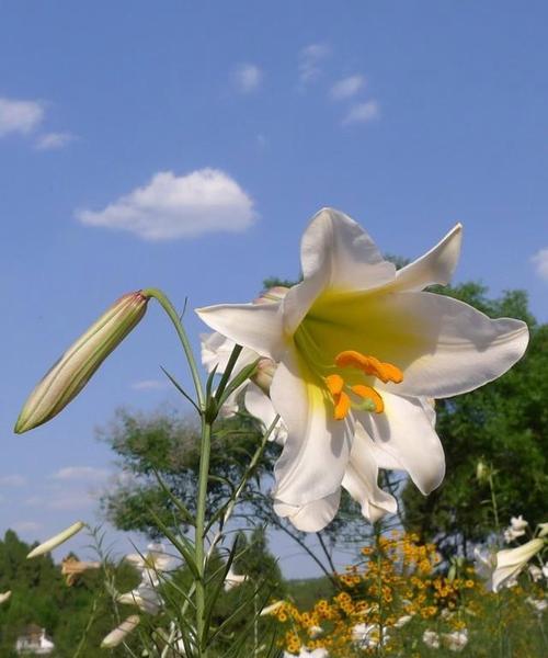 百合花寓意深远，透露出丰富的情感和意义（揭秘百合花的花语及象征含义）