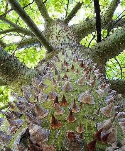 沙地柏是否为裸子植物（探究沙地柏的种类和特点）