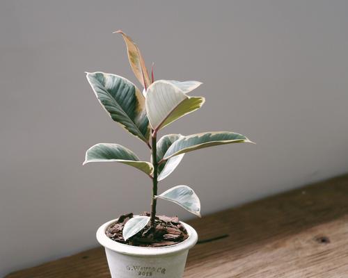 橡皮树花开寓意——守护与成长（橡皮树花语解析与人生启示）