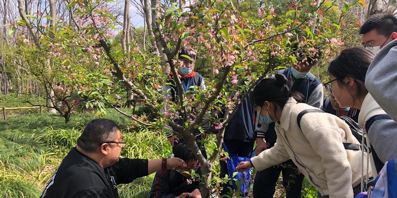 如何正确剪枝沙果树（沙果树修剪技术要点和注意事项）