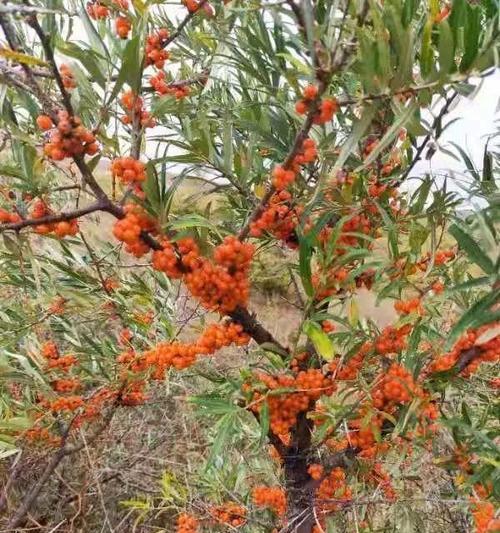 沙棘花期及其生长特点（揭秘沙棘花期多久时间）