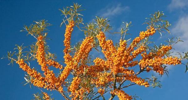 沙棘种植（如何让沙棘在不同的生态环境中生长茁壮）