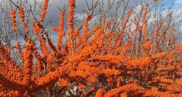 沙棘种植条件