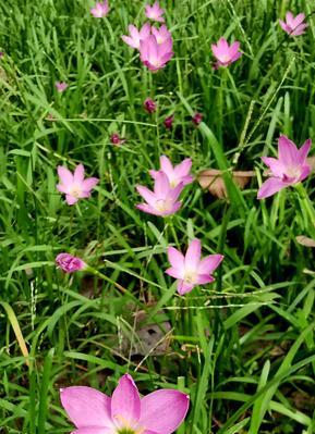 坚强勇敢独立的花——以玫瑰为例（花海中的傲立者）