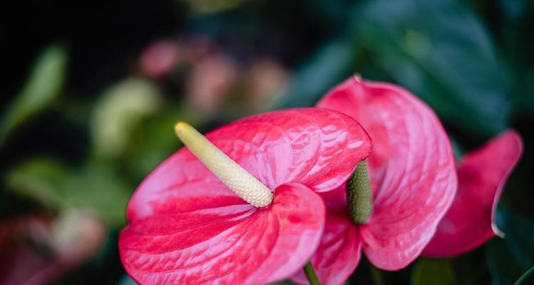 廉洁之花（探索植物世界中的廉洁象征）