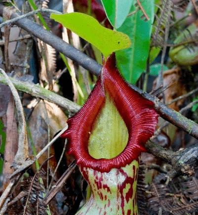 男人的象征植物——勇敢、坚韧与成长（从植物角度看男人的品质与气质）