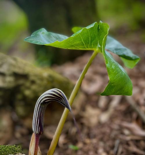 努力奋斗的植物世界（奋斗植物的生命之路）