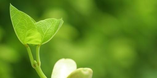 努力奋斗的植物世界（奋斗植物的生命之路）