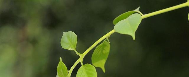 植物的亲情之象征（以植物为媒介表达家庭情感的奇妙之旅）