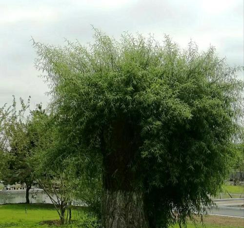 顽强生命力的植物奇迹（揭秘那些与死亡抗争的绿色生命）