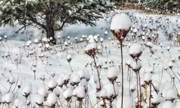 雪绒花的花语与传说（揭秘雪绒花的浪漫花语与神秘传说）