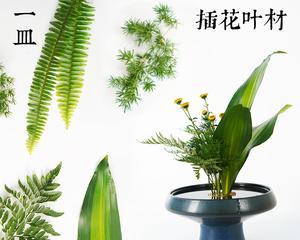 以羊齿花语与含义解读（探索以羊齿的神秘与美丽）