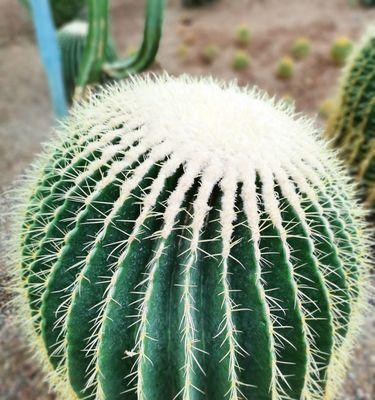 沙漠适合种植的植物（适应沙漠环境的植物种类及其特点）