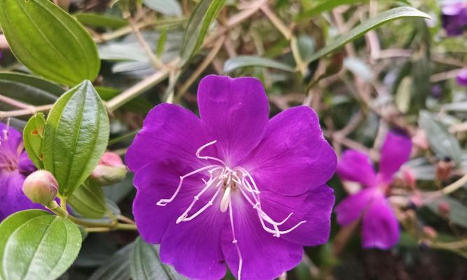 野牡丹（野牡丹的花语及传说）