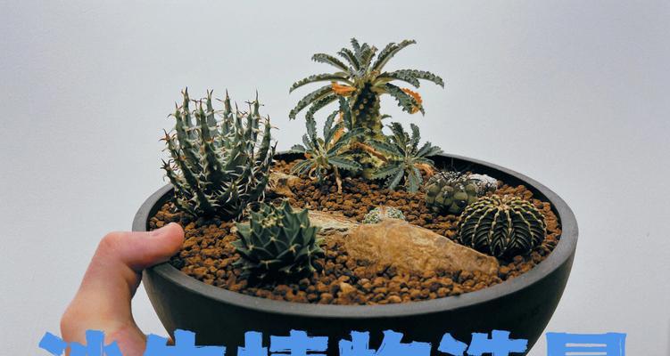 探秘沙生植物的奇妙世界（从适应沙漠环境到保护生态平衡）