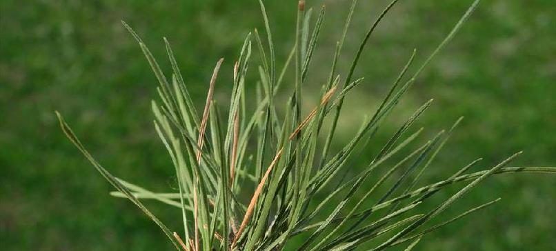 沙松——裸子植物之一（探究沙松的植物特性）