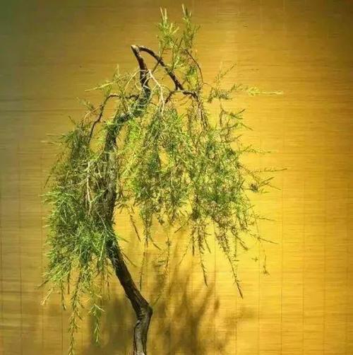 沙松——裸子植物之一（探究沙松的植物特性）