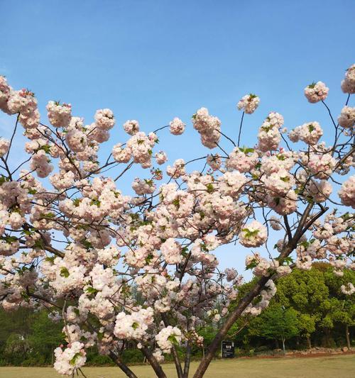 樱花与十二生肖的奇妙关联（以樱花为灵感）