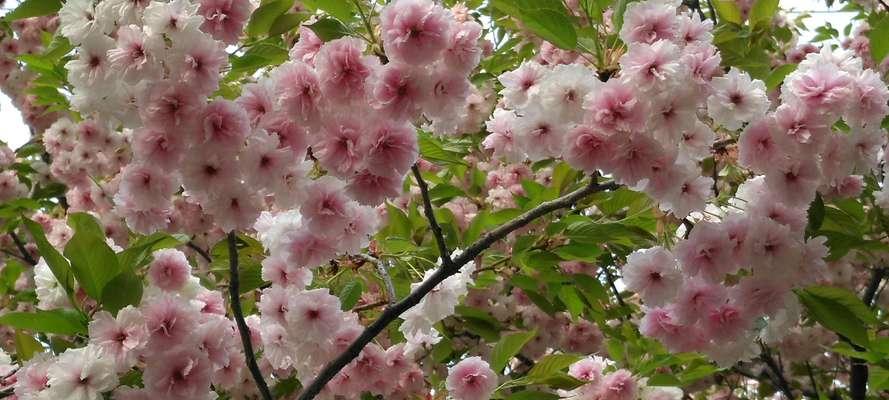 樱花的寓意与花语（繁花似锦、自由自在）