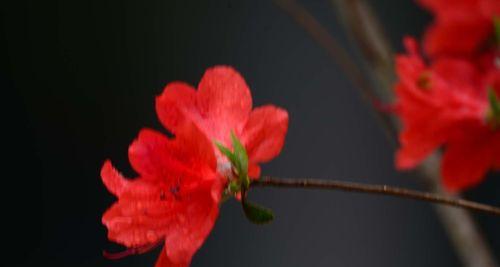 映山红——生命之美（花开花落）