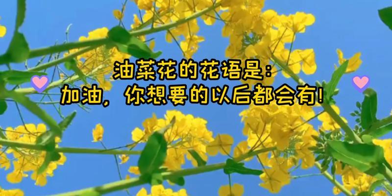 油菜花的花语与传说（绚烂如锦的油菜花田）