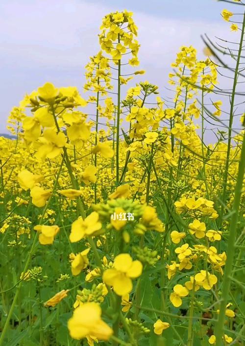 油菜花的花语与传说（绚烂如锦的油菜花田）