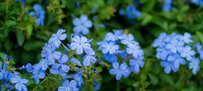 榆树的花语与传说（探索榆树花语之美）