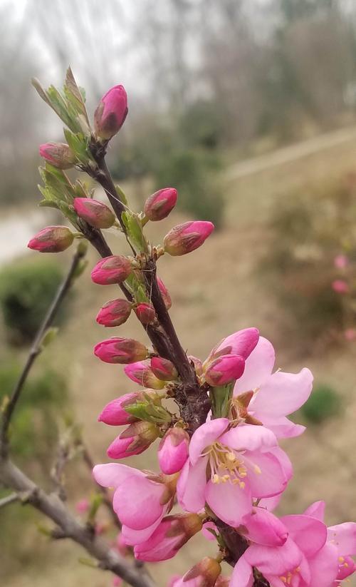 以榆叶梅的花语及作用（以榆叶梅的花语与作用揭示其深远的寓意）