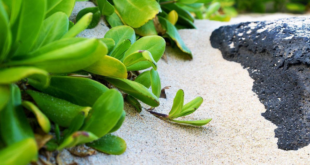 沙土适合种植哪些植物（发现沙土园艺的秘密）