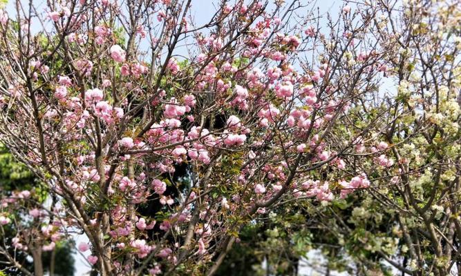 御衣黄花（传承千年的御衣黄花）