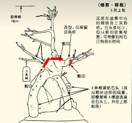 珊瑚豆修剪方法（打造美丽丰盛的花墙）