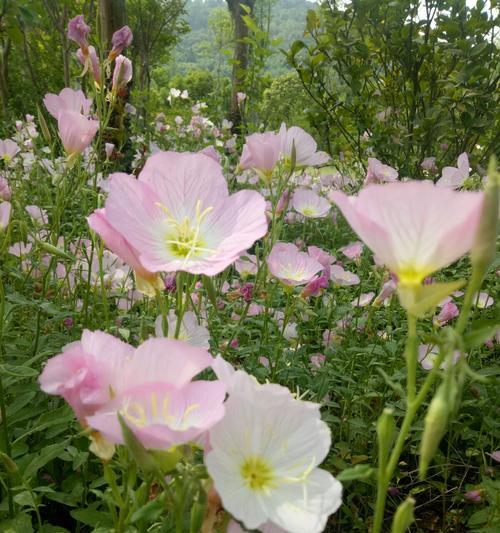 月见草（从花语到传说）