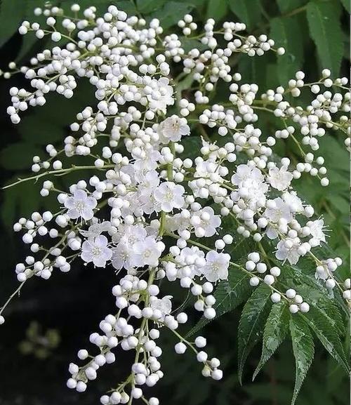 珍珠梅的花语与意义（探寻珍珠梅的美丽与深意）