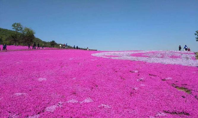 芝樱的花语及其名称由来（探寻芝樱之美）