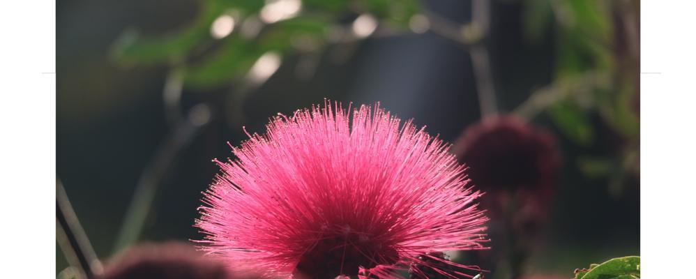 朱缨花的花语与象征意义（探索朱缨花的神秘象征与美丽花语）