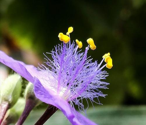 紫露草的花语和传说（探索紫露草的花语和传说）