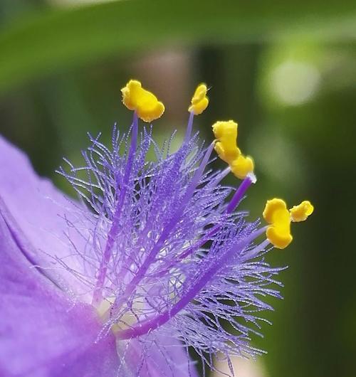 紫露草的花语和传说（探索紫露草的花语和传说）