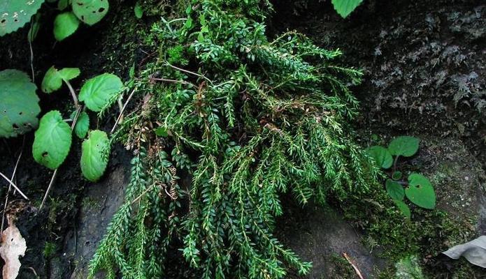 探秘杉科植物（揭开杉科植物的神秘面纱）